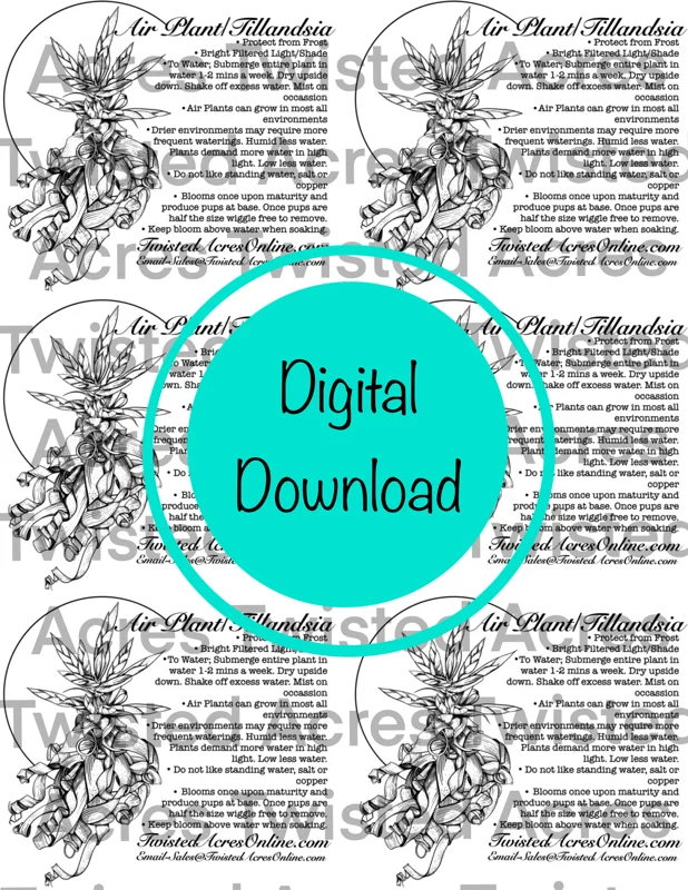 Air Plant Care Sheet Digital Download - Printable Tillandsia Instructions PDF - Image 2