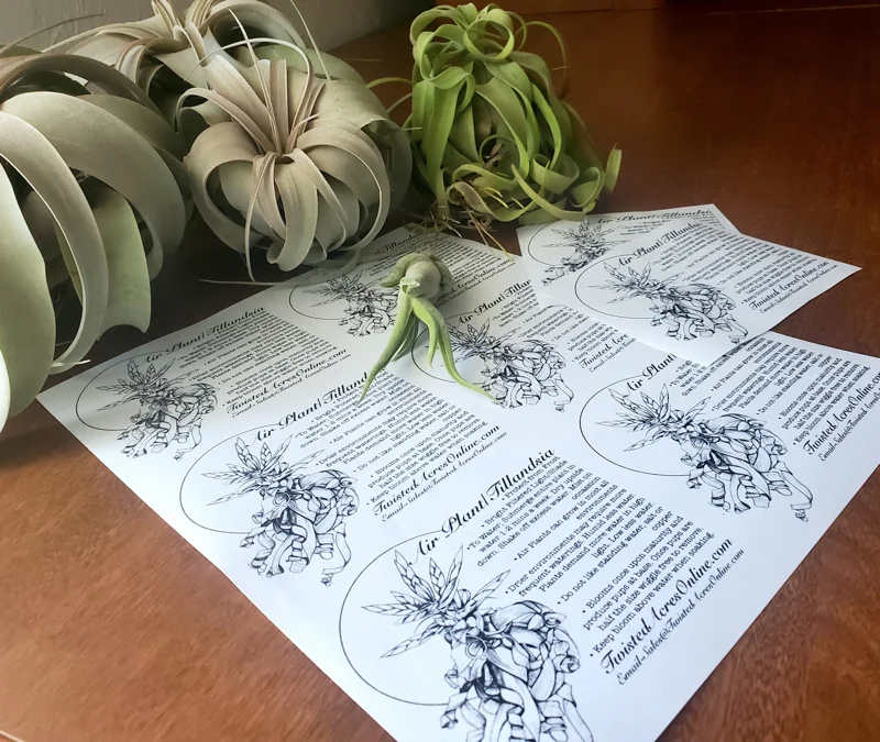 Air Plant Care Sheet Digital Download - Printable Tillandsia Instructions PDF - Image 1