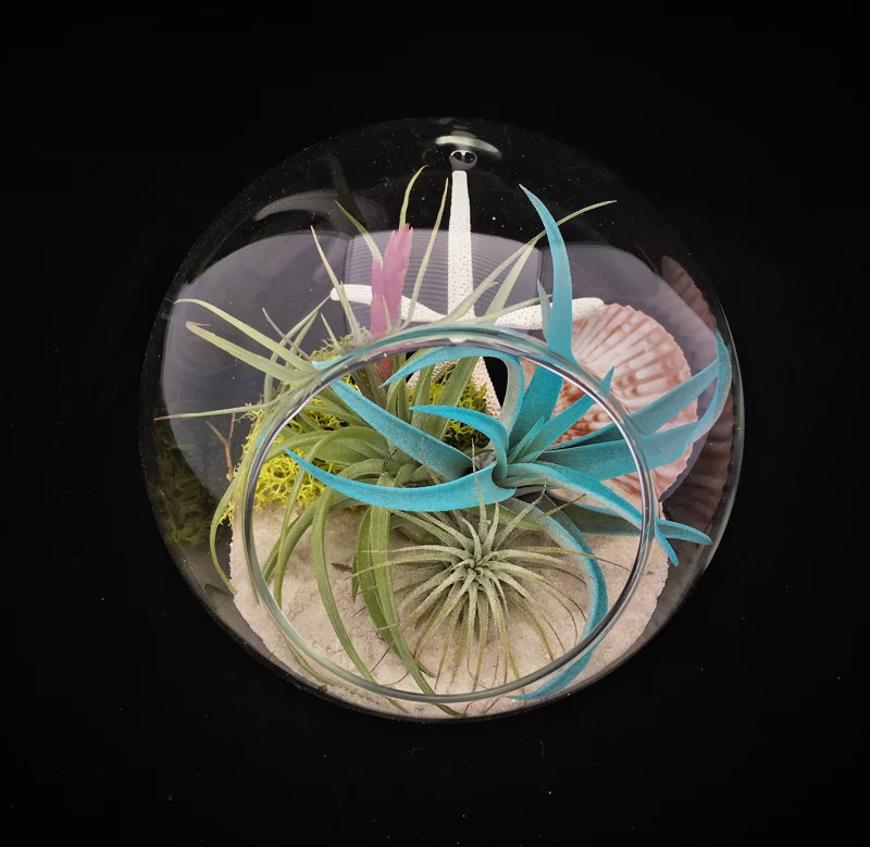 Air Plant Glass Terrarium Kit - Fully Assembled Bubble Tabletop Decor with Live Tillandsia, 5.51" Diameter - Image 2