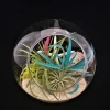Air Plant Glass Terrarium Kit - Fully Assembled Bubble Tabletop Decor with Live Tillandsia, 5.51" Diameter - Image 1