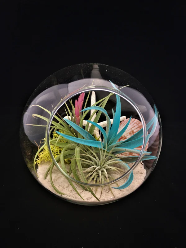 Air Plant Glass Terrarium Kit - Fully Assembled Bubble Tabletop Decor with Live Tillandsia, 5.51" Diameter - Image 1