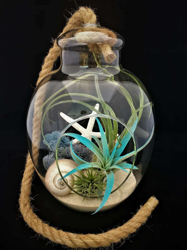 Air Plant Glass Terrarium with Live Tillandsia, Rope Hanger - Fully Assembled Indoor Decor - Image 2