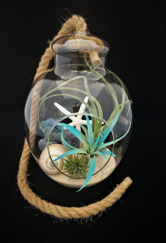 Air Plant Glass Terrarium with Live Tillandsia, Rope Hanger - Fully Assembled Indoor Decor - Image 3