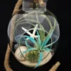 Air Plant Glass Terrarium with Live Tillandsia, Rope Hanger - Fully Assembled Indoor Decor - Image 1