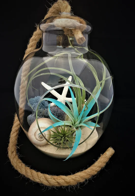 Air Plant Glass Terrarium with Live Tillandsia, Rope Hanger - Fully Assembled Indoor Decor - Image 1
