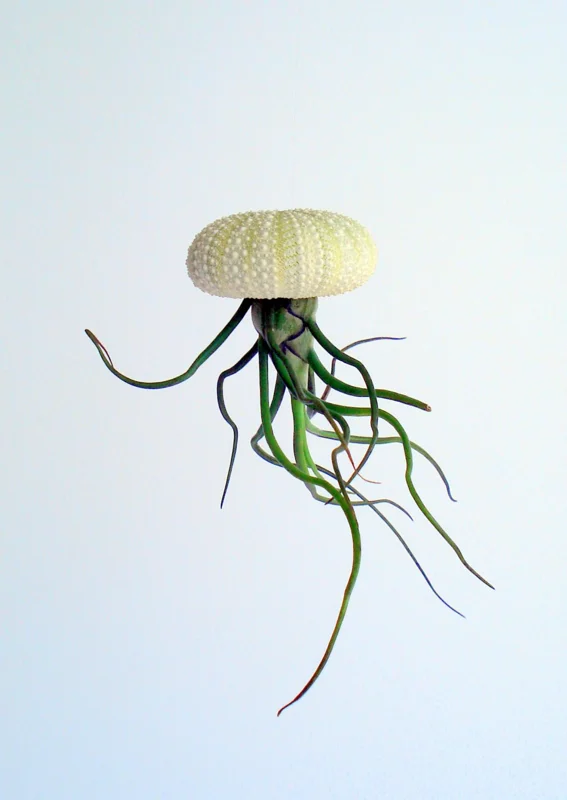 Air Plant Hanging Set - 3 Live Tillandsia Plants in Sea Urchin Shells, Fully Assembled Indoor Decor - Image 2
