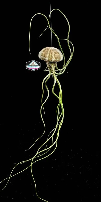Air Plant Hanging Set - 3 Live Tillandsia Plants in Sea Urchin Shells, Fully Assembled Indoor Decor - Image 3