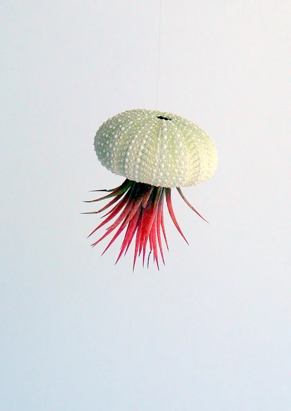 Air Plant Hanging Set - 3 Live Tillandsia Plants in Sea Urchin Shells, Fully Assembled Indoor Decor - Image 4