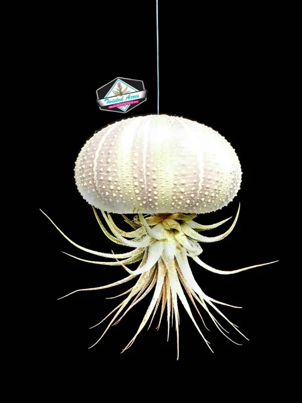 Air Plant Hanging Set - 3 Live Tillandsia Plants in Sea Urchin Shells, Fully Assembled Indoor Decor - Image 5