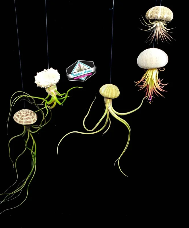Air Plant Hanging Set - 3 Live Tillandsia Plants in Sea Urchin Shells, Fully Assembled Indoor Decor - Image 1
