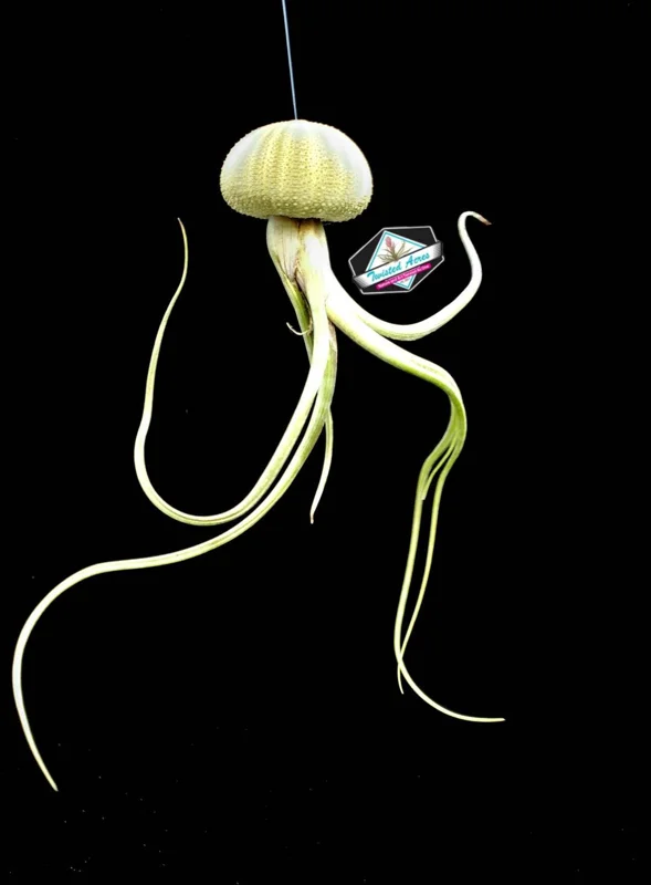 Air Plant Hanging Set - 3 Live Tillandsia Plants in Sea Urchin Shells, Fully Assembled Indoor Decor - Image 7