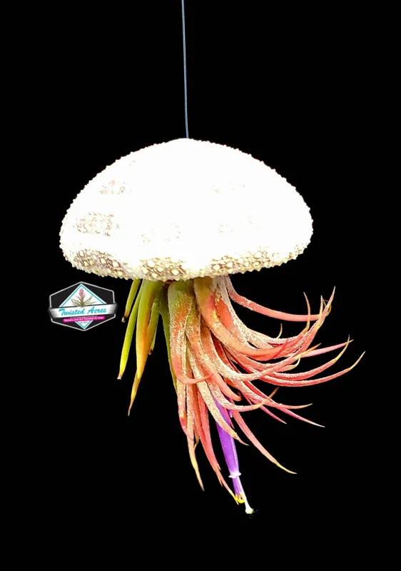Air Plant Hanging Set - 3 Live Tillandsia Plants in Sea Urchin Shells, Fully Assembled Indoor Decor - Image 9