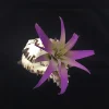 Air Plant in Black Murex Shell - Live Tillandsia Indoor Decor & Gift - Image 1