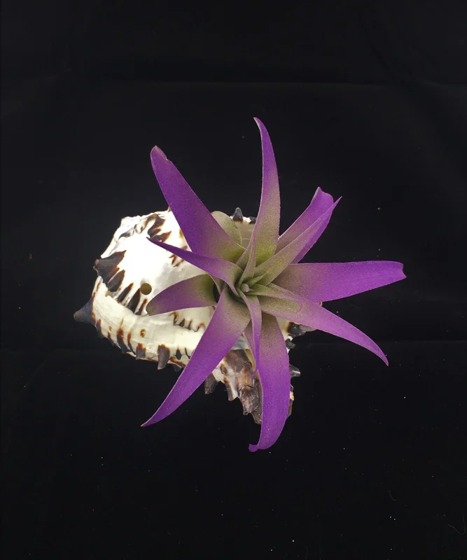 Air Plant in Black Murex Shell - Live Tillandsia Indoor Decor & Gift - Image 1