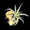 Air Plant in Rapana Sea Shell - Live Tillandsia Decor - Low Maintenance Indoor Plant, 4-5 inch - Image 1