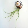 Air Plant in Seashell - Live Tillandsia Plant Decor, 5-8 Inch Tall, Low Maintenance Indoor - Image 1