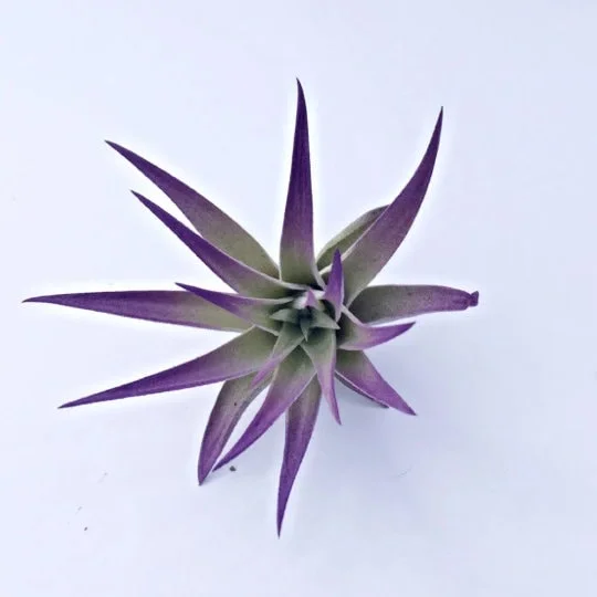 Air Plant in Stripped Fox Seashell Decor - Tillandsia Live Plant - Coastal Home Accent - Image 2