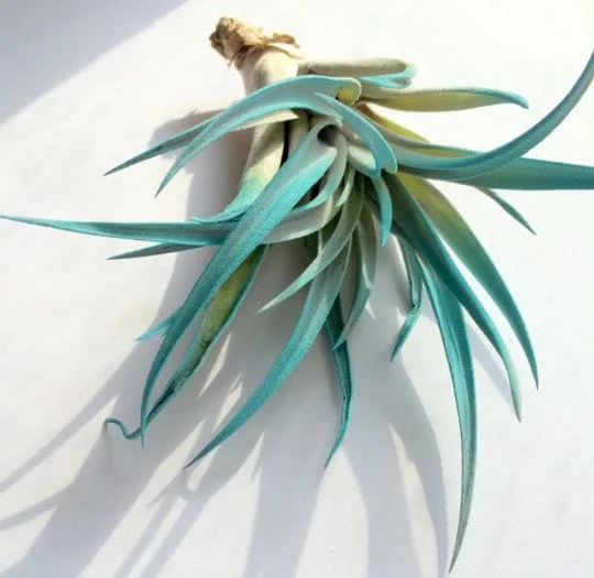 Air Plant in Stripped Fox Seashell Decor - Tillandsia Live Plant - Coastal Home Accent - Image 4