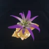 Air Plant in Stripped Fox Seashell Decor - Tillandsia Live Plant - Coastal Home Accent - Image 1