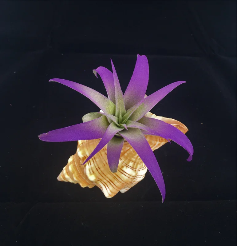 Air Plant in Stripped Fox Seashell Decor - Tillandsia Live Plant - Coastal Home Accent - Image 1