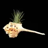 Air Plant Iona with Seashell – Live Tillandsia ionantha – Easy Care Indoor Plant - Image 1