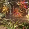 Air Plant Mix 10 Live Tillandsia Bulk Pack - Easy Care Indoor/Outdoor Plants for Terrariums & Decor, 2-5 inches - Image 1