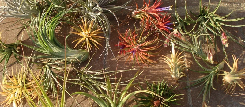 Air Plant Mix 10 Live Tillandsia Bulk Pack - Easy Care Indoor/Outdoor Plants for Terrariums & Decor, 2-5 inches - Image 1