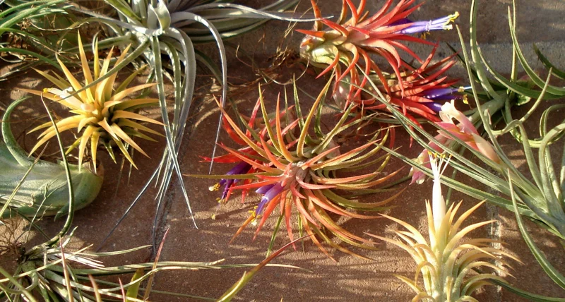 Air Plant Mix 10 Live Tillandsia Bulk Pack - Easy Care Indoor/Outdoor Plants for Terrariums & Decor, 2-5 inches - Image 2