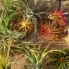 Air Plant Mix - 6 Live Tillandsia Plants 2-5 inches for Terrariums, Favors, Indoor Decor - Image 1