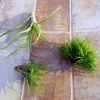 Air Plant Mix - Set of 3 Tillandsia Live Plants - Easy Care Indoor Decor 2-10 inches - Image 1