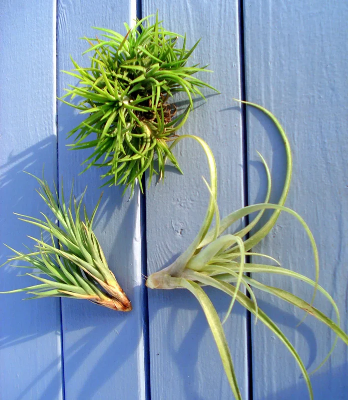 Air Plant Mix Tillandsia Live Plants Set of 3, Easy Care Terrarium Plants 2-5 inches - Image 2