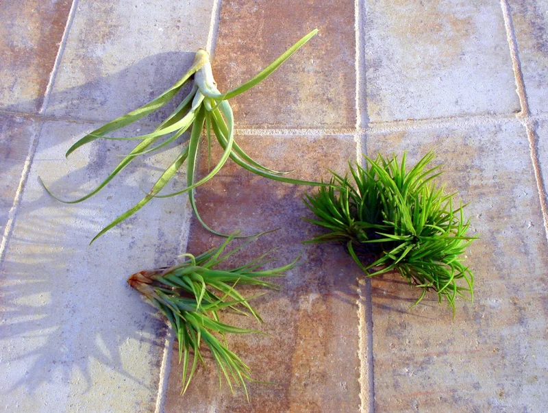 Air Plant Mix Tillandsia Live Plants Set of 3, Easy Care Terrarium Plants 2-5 inches - Image 1