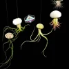 Air Plant Sea Urchin Planter Kit - Set of 3 Live Tillandsia Plants with Hangers, Indoor Decor - Image 1