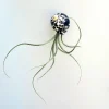 Air Plant Tillandsia in Black & White Seashell - Live Indoor Plant Decor, 5-8 inches - Image 1