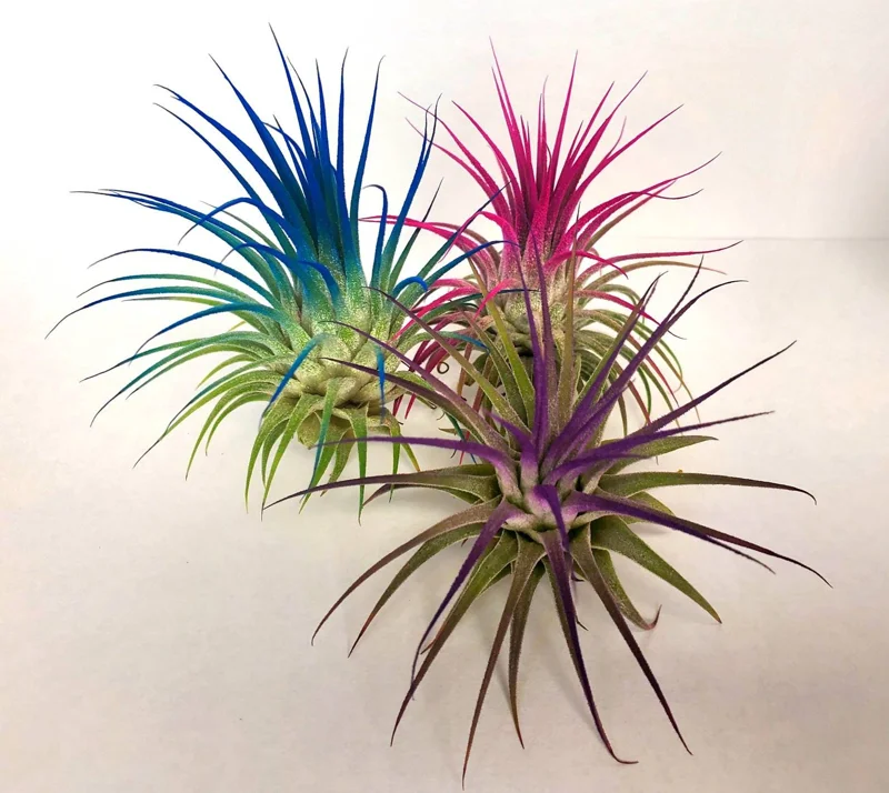 Air Plant Tillandsia Iona - Dark Blue Indigo Live Plant, Single, 2-3 inch - Image 3
