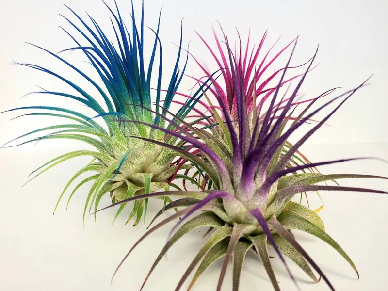 Air Plant Tillandsia Iona Live Plant Set - 3 Pack, Indigo, Purple, Pink, 2-3 inch - Image 2