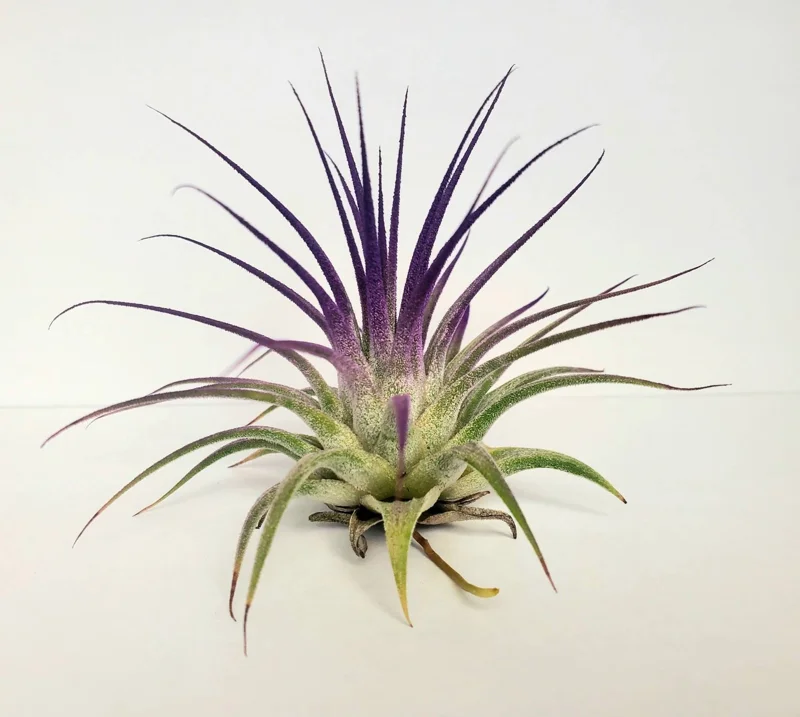 Air Plant Tillandsia Iona Live Plant Set - 3 Pack, Indigo, Purple, Pink, 2-3 inch - Image 4