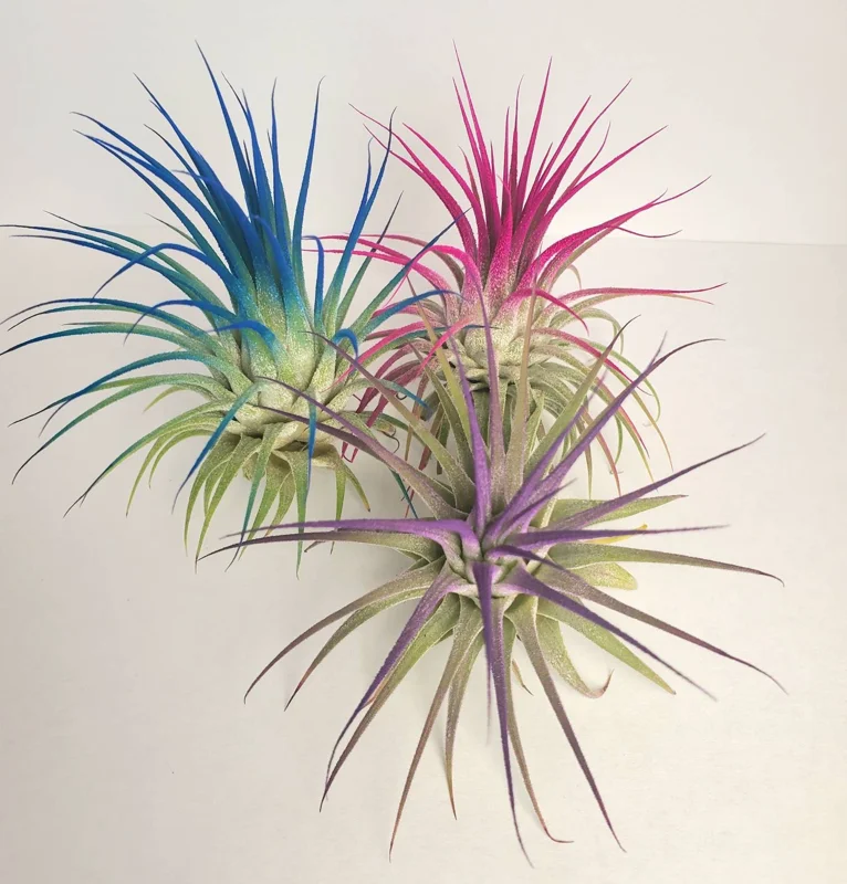 Air Plant Tillandsia Iona Live Plant Set - 3 Pack, Indigo, Purple, Pink, 2-3 inch - Image 1