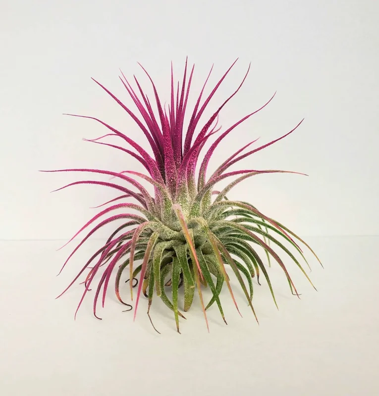 Air Plant Tillandsia Iona Live Plant Set - 3 Pack, Indigo, Purple, Pink, 2-3 inch - Image 5