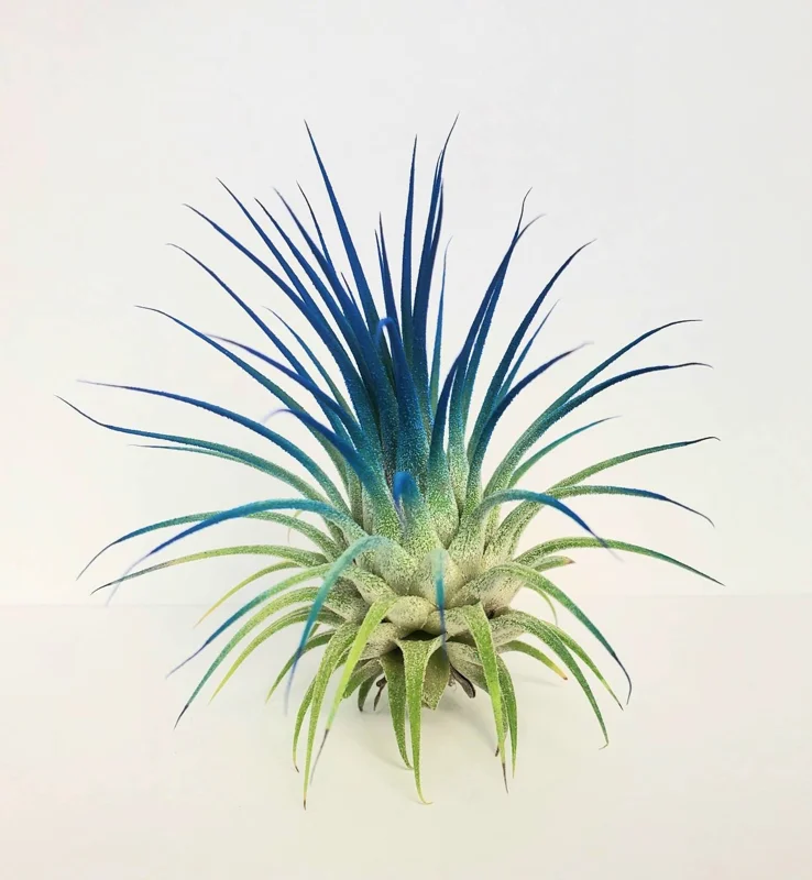 Air Plant Tillandsia Iona Live Plant Set - 3 Pack, Indigo, Purple, Pink, 2-3 inch - Image 6