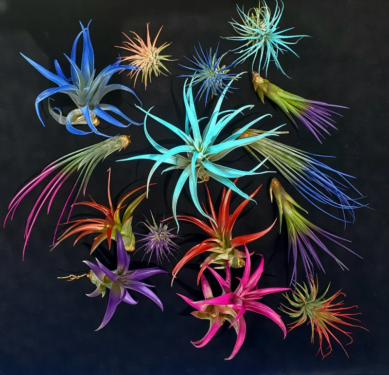 Air Plant Tillandsia Mix Live Plants - Low Maintenance, Colorful, 2-8 Inches - Image 2