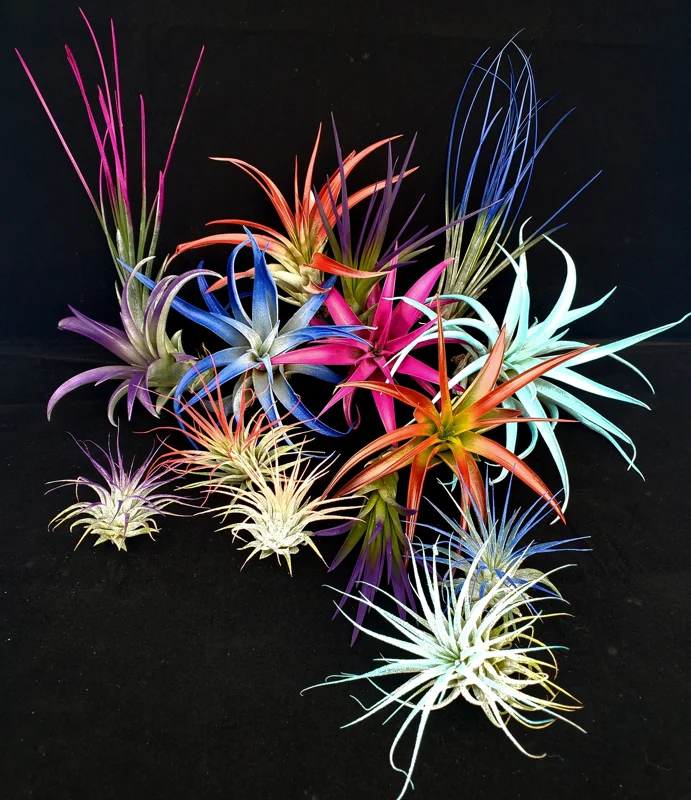 Air Plant Tillandsia Mix Live Plants - Low Maintenance, Colorful, 2-8 Inches - Image 3