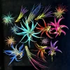 Air Plant Tillandsia Mix Live Plants - Low Maintenance, Colorful, 2-8 Inches - Image 1