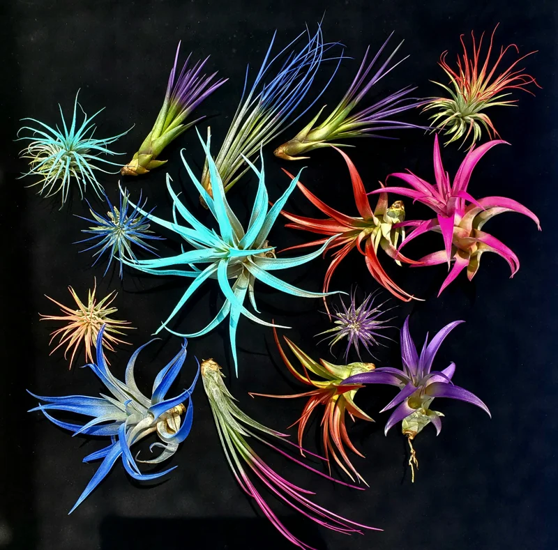 Air Plant Tillandsia Mix Live Plants - Low Maintenance, Colorful, 2-8 Inches - Image 1
