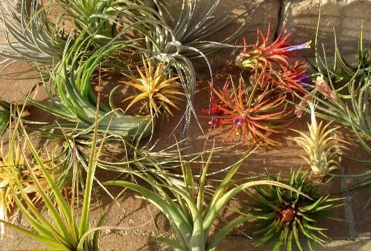 Air Plant Wholesale Mix - Easy Care Tillandsia Live Plants for Terrariums, 2-5 inches - Image 2