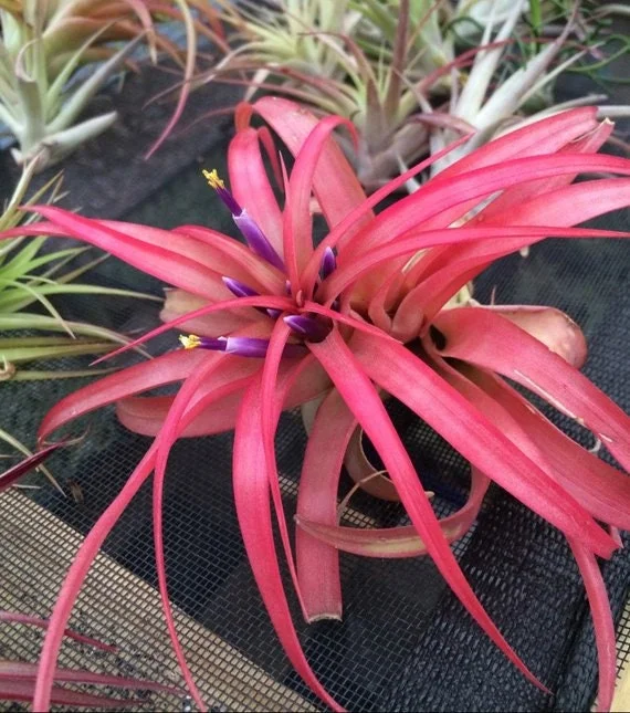 Air Plant Wholesale Mix - Easy Care Tillandsia Live Plants for Terrariums, 2-5 inches - Image 3
