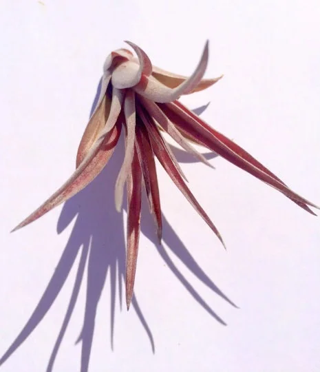 Air Plant Wholesale Mix - Easy Care Tillandsia Live Plants for Terrariums, 2-5 inches - Image 5