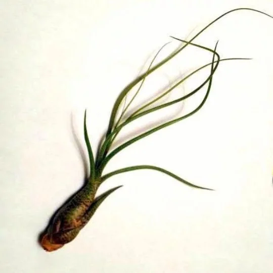 Air Plant Wholesale Mix - Easy Care Tillandsia Live Plants for Terrariums, 2-5 inches - Image 6