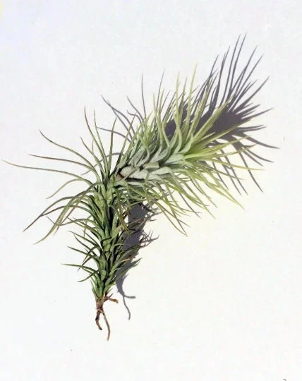 Air Plant Wholesale Mix - Easy Care Tillandsia Live Plants for Terrariums, 2-5 inches - Image 7
