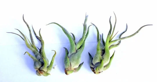 Air Plant Wholesale Mix - Easy Care Tillandsia Live Plants for Terrariums, 2-5 inches - Image 8